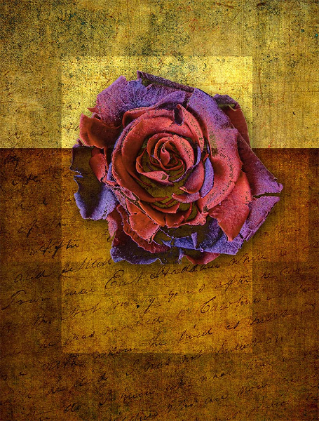 19 PhArtw_0040 Just a Rose 40x50 cm.jpg